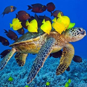 Sea Turtle & Fish Paint by Diamonds