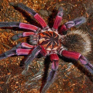 Sequined Spider Diamond Painting Kit