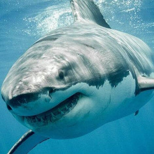 Shark Diamond Painting