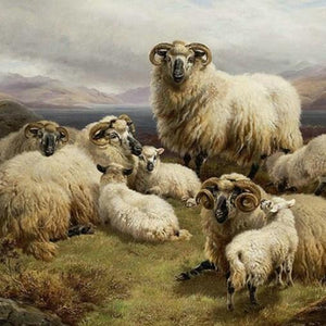 Sheep in the Highlands Paint by Diamonds