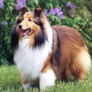 Sheltie Diamond Painting