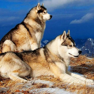 Siberian Husky Pair Diamond Painting