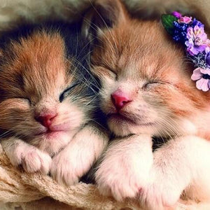 Sleeping Cute Kittens Paint by Diamonds
