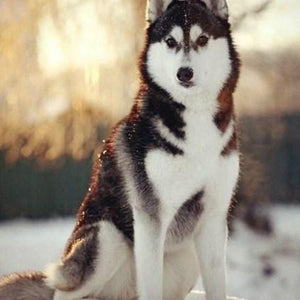 Snow Husky Paint by Diamonds