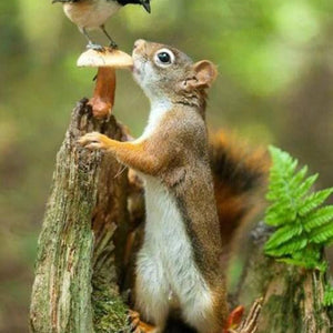 Squirrel & Sparrow Diamond Painting Kit