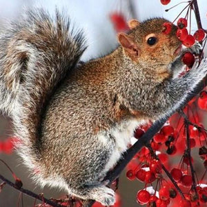Squirrel on Tree Paint with Diamonds