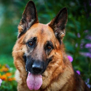 Staggering German Shepherd Paint by Diamonds