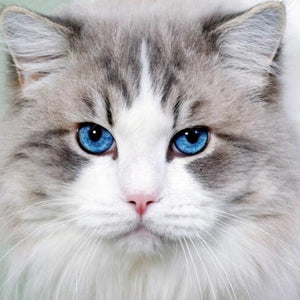 Stunning Cat with Blue Eyes Diamond Painting