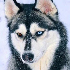 Husky with Different Colored Eyes Diamond Painting