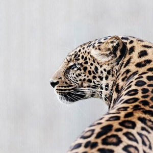 Stunning Jaguar Diamond Painting Kit