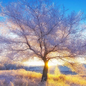 Stunning Tree Diamond Painting Kit