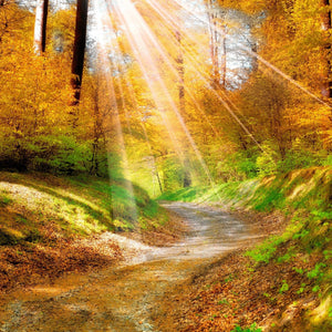 Sun Rays over the Forest Diamond Painting