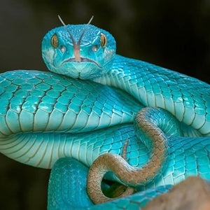 Snake Full Drill Painting Kit