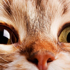 Super Cute Cat with Bubble Eyes Diamond Painting