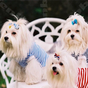 Cute Maltese Puppies Paint by Diamonds