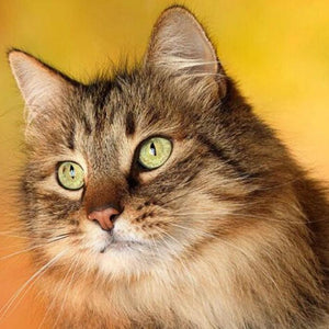 Sweet Cat with Staring Eyes Diamond Painting