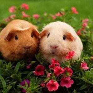 Guinea pigs Pair Diamond Painting