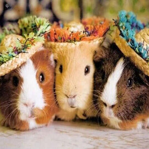 Guinea pigs DIY Diamond Painting