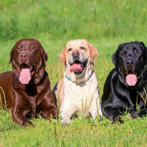 Three Labrador Retrievers Diamond Painting Kit