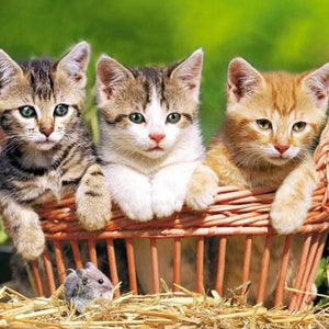 Three Lovely Kittens Diamond Painting Kit