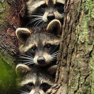 Raccoons DIY Diamond Painting