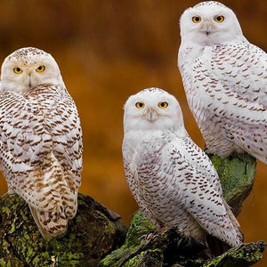 Owls Diamond Painting Kit