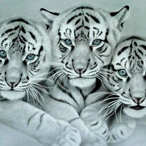 White Tigers Full Drill