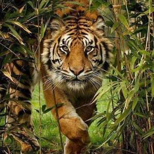 Tiger Running Out of Forest Diamond Painting