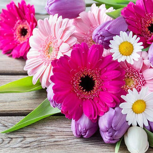 Transvaal Daisies Diamond Painting