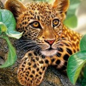 Tree Hugger Leopard Cub Diamond Painting