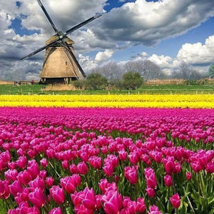 Tulip Garden Diamond Painting Kit