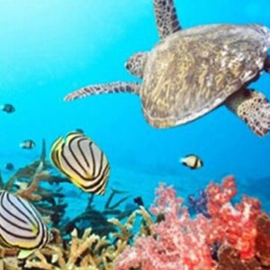 Fish Paint by Diamonds