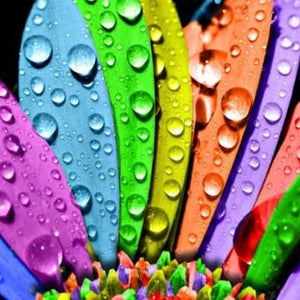 Colorful Petals Paint by Diamonds