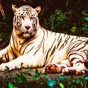 White Tiger DIY Diamond Painting