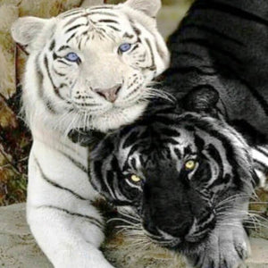 White & Black Tigers Painting Kit