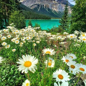 White Daisies & Mountain View Paint by Diamonds