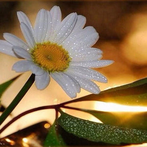 White Daisy with Dew Drops Diamond Painting