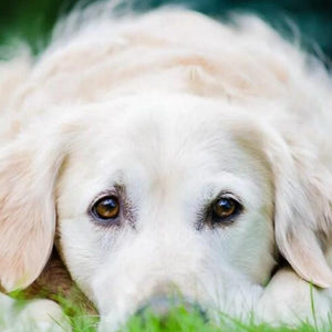 White Golden Retriever Puppy Paint by Diamonds