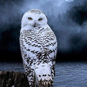White Owl Gazing at Night Diamond Painting