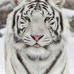 White Tiger in Snow