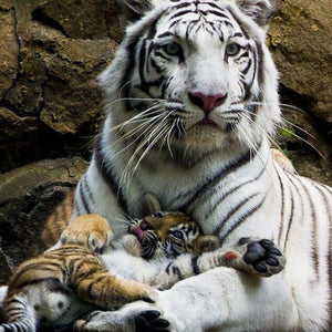 White Tiger & Cub Painting Kit