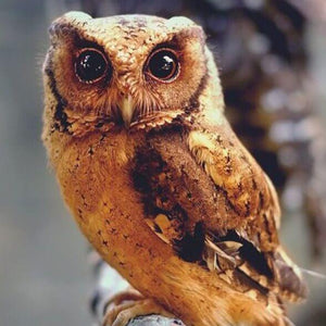 Wild Owl Diamond Painting