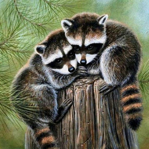 Wild Raccoons Paint by Diamonds