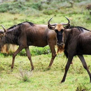 Wildebeest Paint by Diamonds