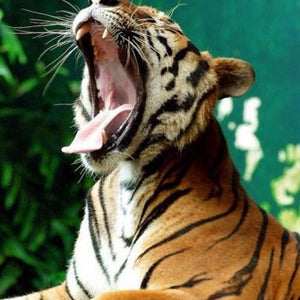 Yawning Tiger Paint by Diamonds