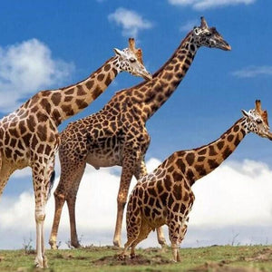 Yellow & Brown Giraffes Paint by Diamonds