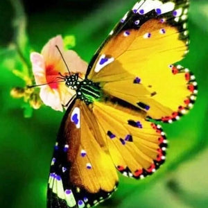 Butterfly 5D Diamond Painting