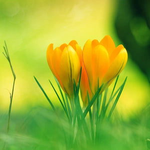 Yellow Tulips Paint by Diamonds