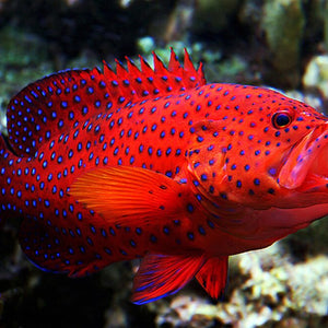 Red Fish In water Diamond Painting