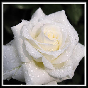 Due On White Rose Diamond Painting